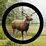 Contract Deer Hunter